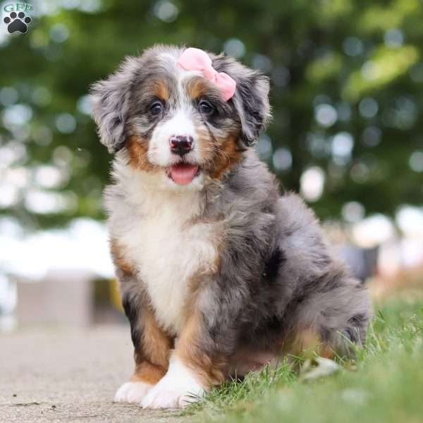 Mrs. O’Leary, Mini Bernedoodle Puppy